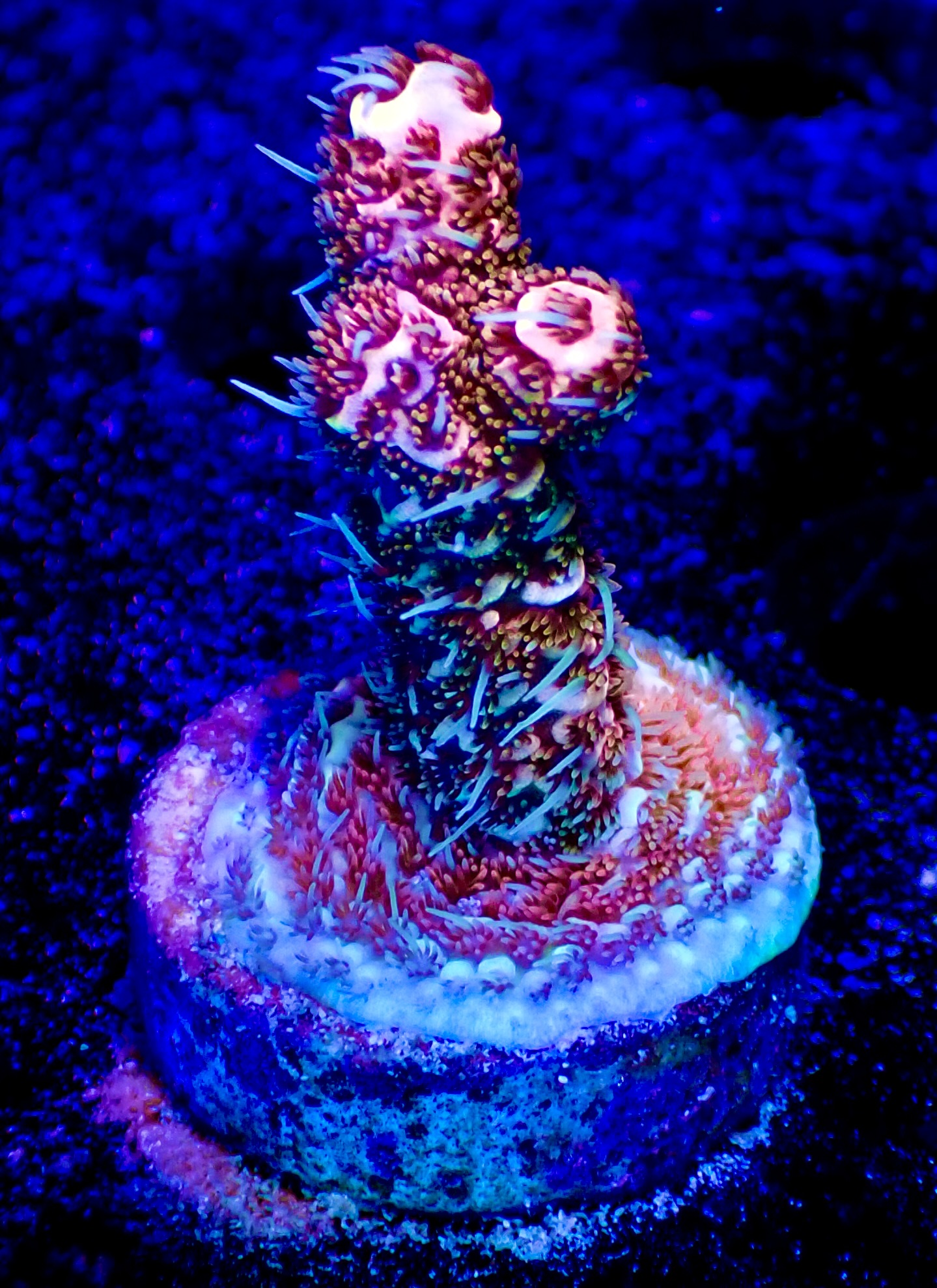 Acropora Millepora OOL Cherry Ghost