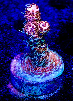 Acropora Millepora OOL Cherry Ghost