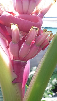 BANAN Enano Rosa