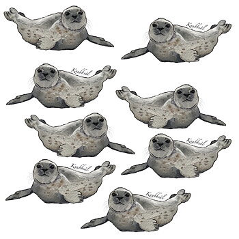 Mössa knubbsäl