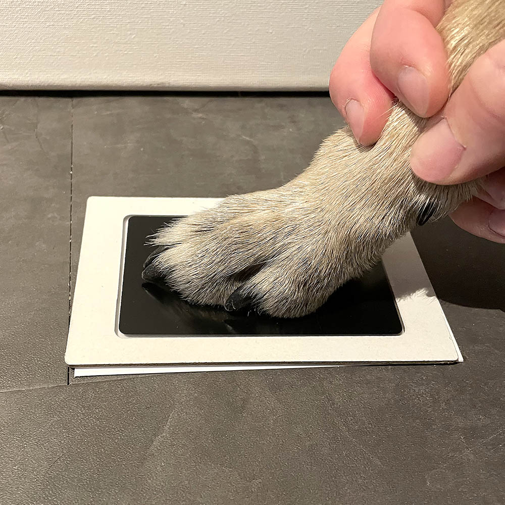 Print pad paws Paw print of your pet