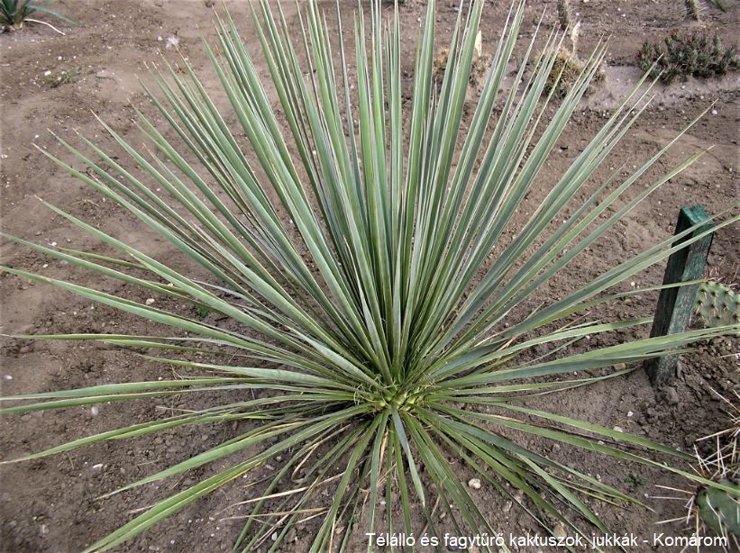 Yucca glauca (Medora, N Dakota, USA)