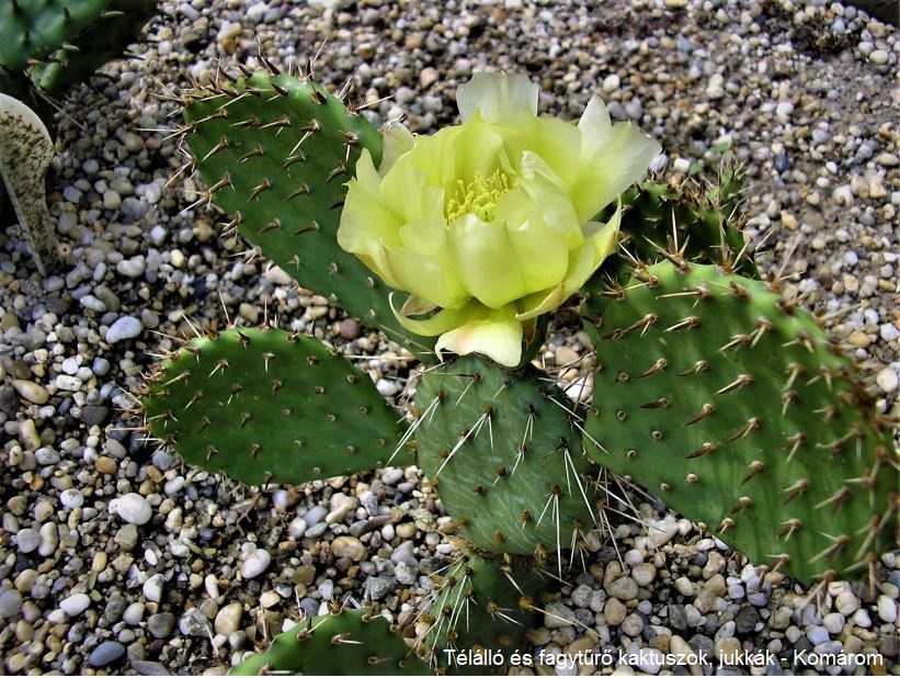 Opuntia macrorhiza v. stenochila