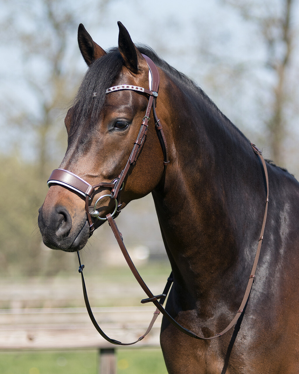 QHP anatomical bridle 'Ostara' (incl. reins), black - 2