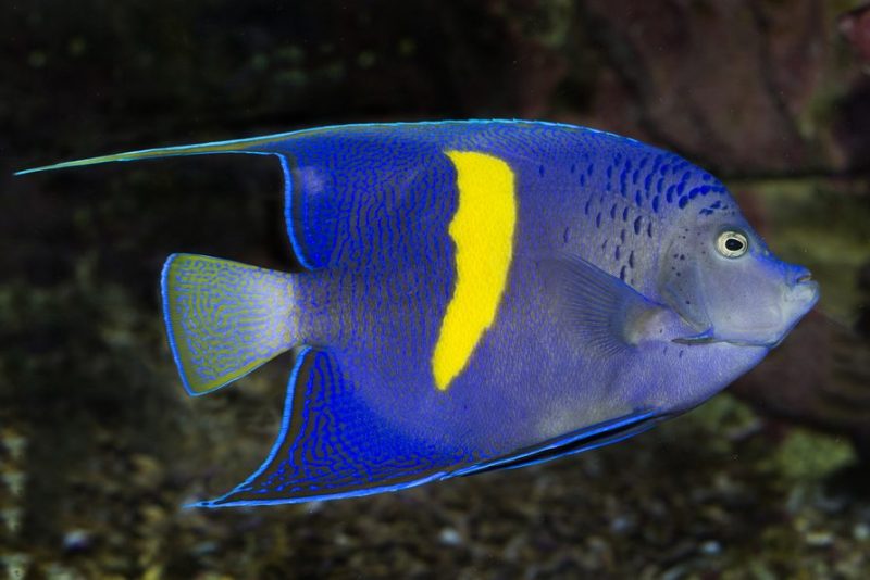 Pomacanthus maculosus