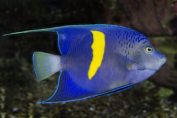 Pomacanthus maculosus