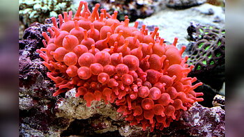 Entacmaea spp