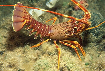 Panulirus sp
