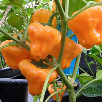 Hot Pepper Jamaican Orange