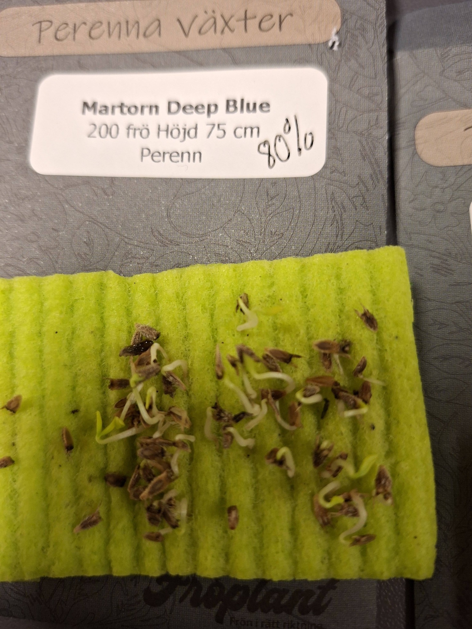Martorn Deep Blue 200 frö - 3