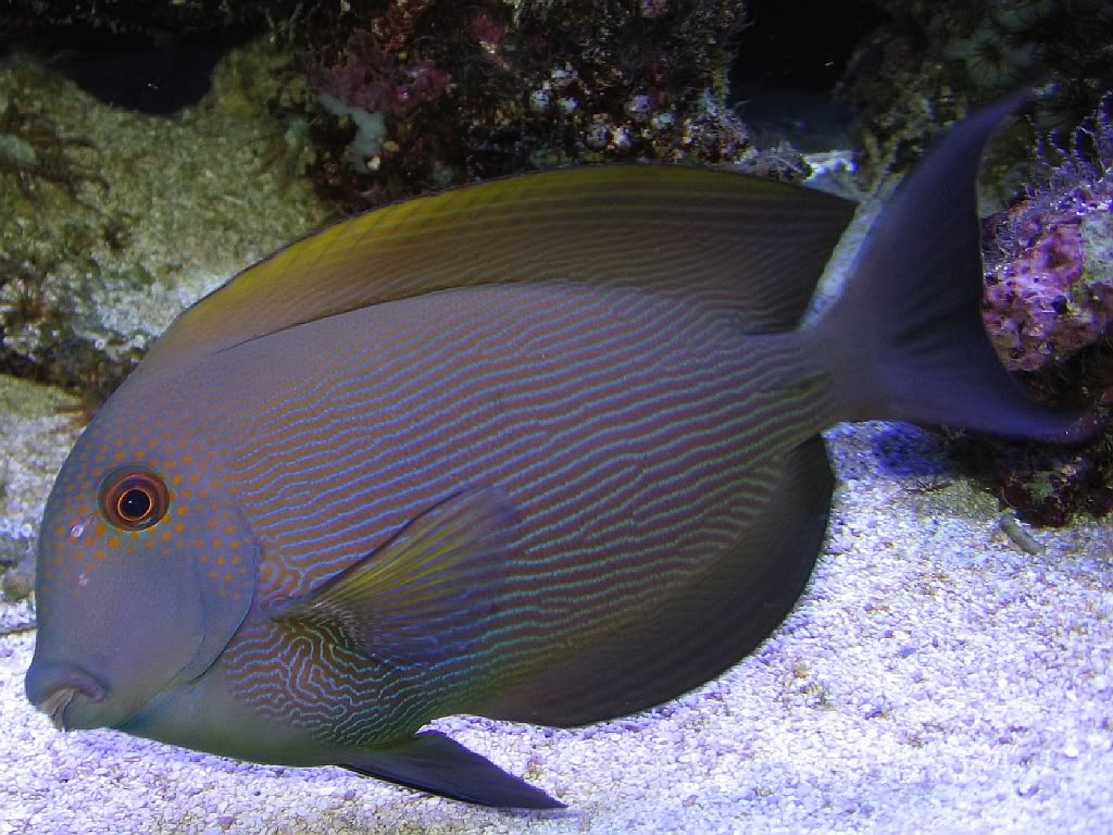 Ctenochaetus Striatus (reef safe)