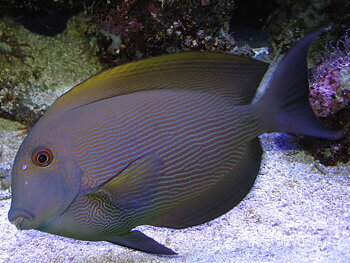 Ctenochaetus Striatus (reef safe)