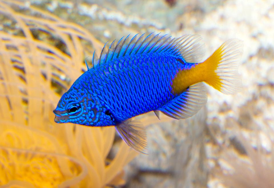 Chrysiptera Parasema (reef safe)