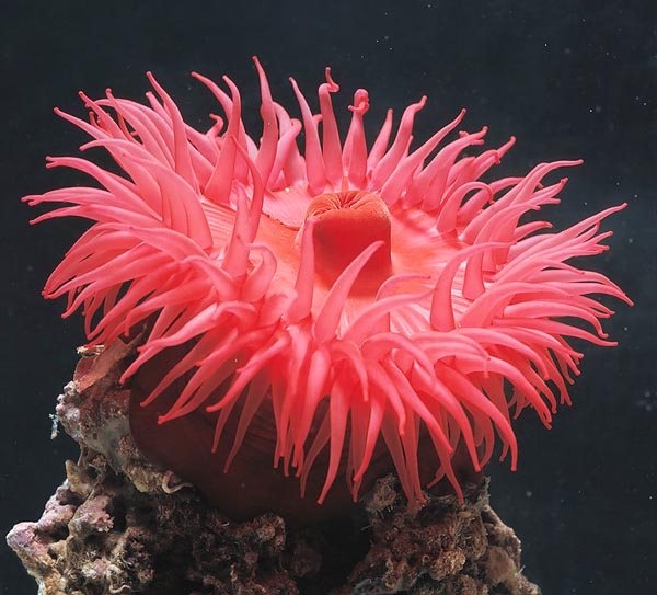 Actina  spp various colors
