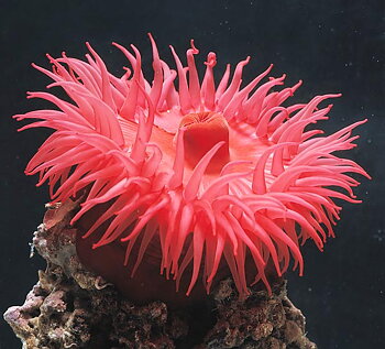 Actina  spp various colors