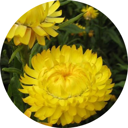 Jätteeternell - Yellow