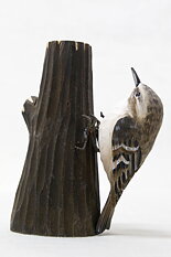 Eurasian treecreeper on tree trunk 13x10 cm