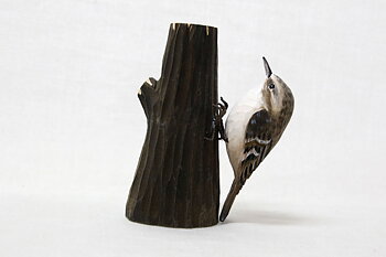 Eurasian treecreeper on tree trunk 13x10 cm