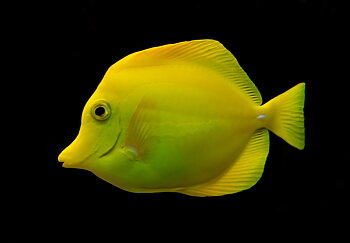 zebrasoma flavescens wild caught (reef safe)