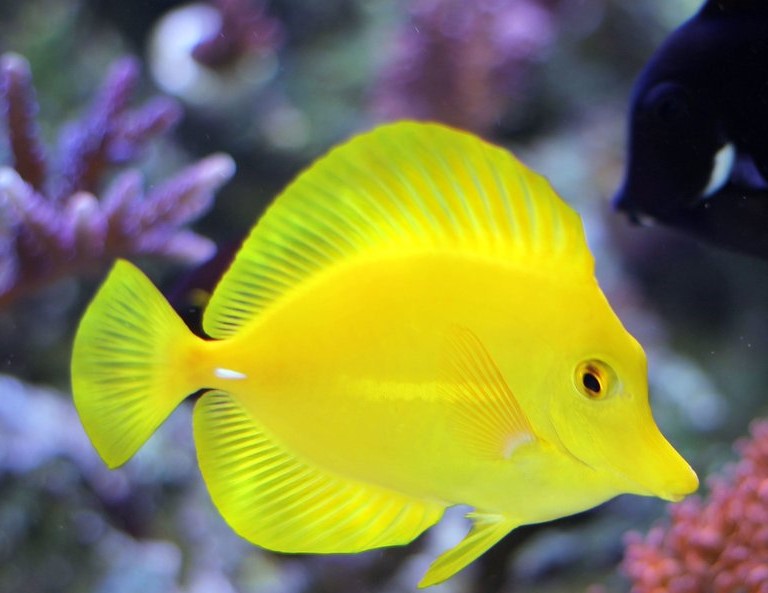 zebrasoma flavescens TB (reef safe)