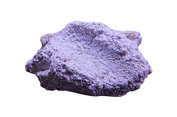 Tridacna holder