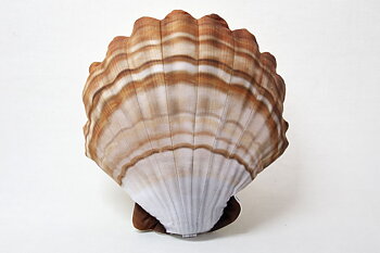 Scallop Pillow 36x36 cm