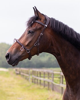 Ridkapson QHP, kedja (ponny till X-full), mörkbrun