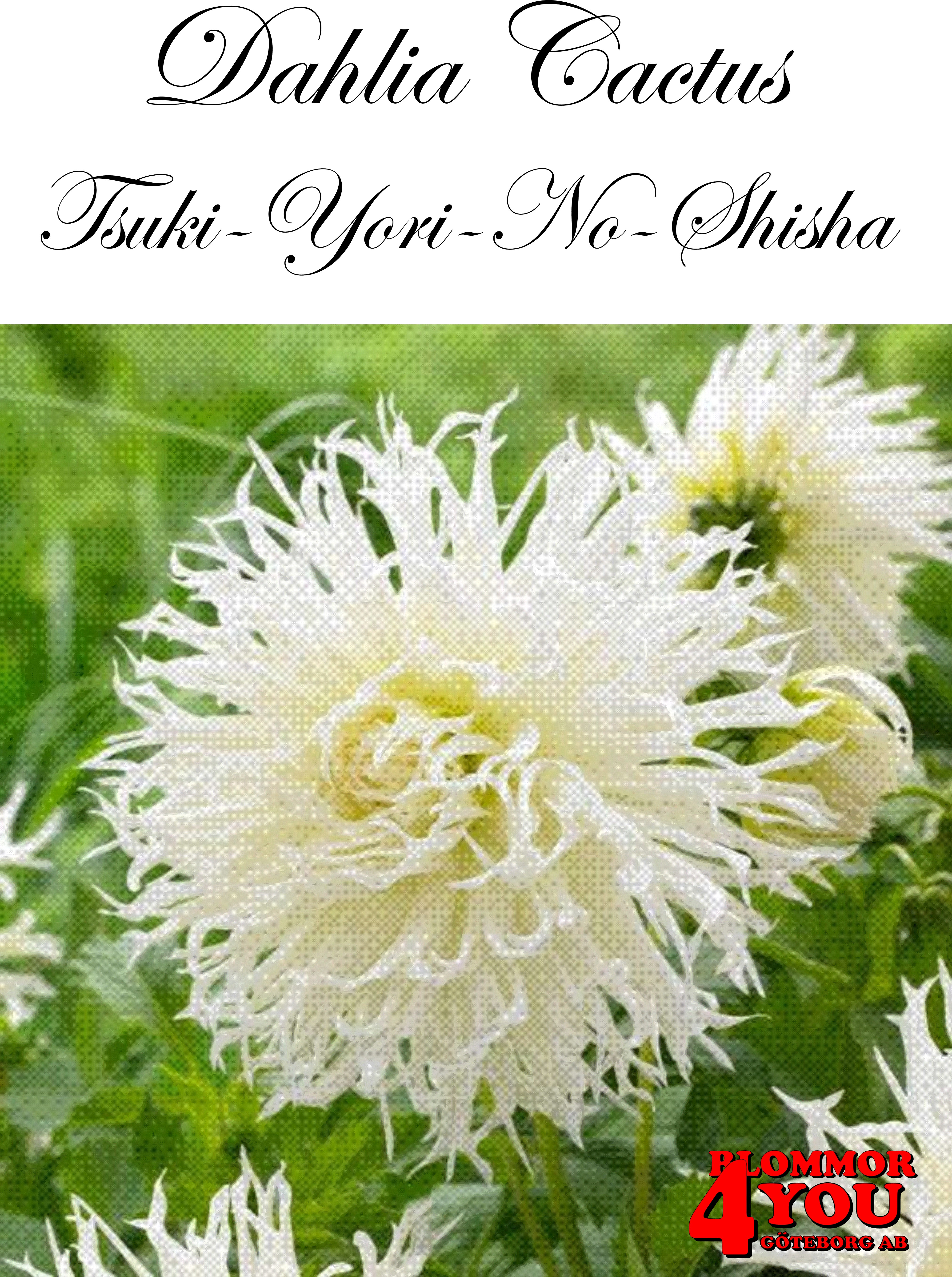 Dahlia Tsuki-Yori-No-Shisha