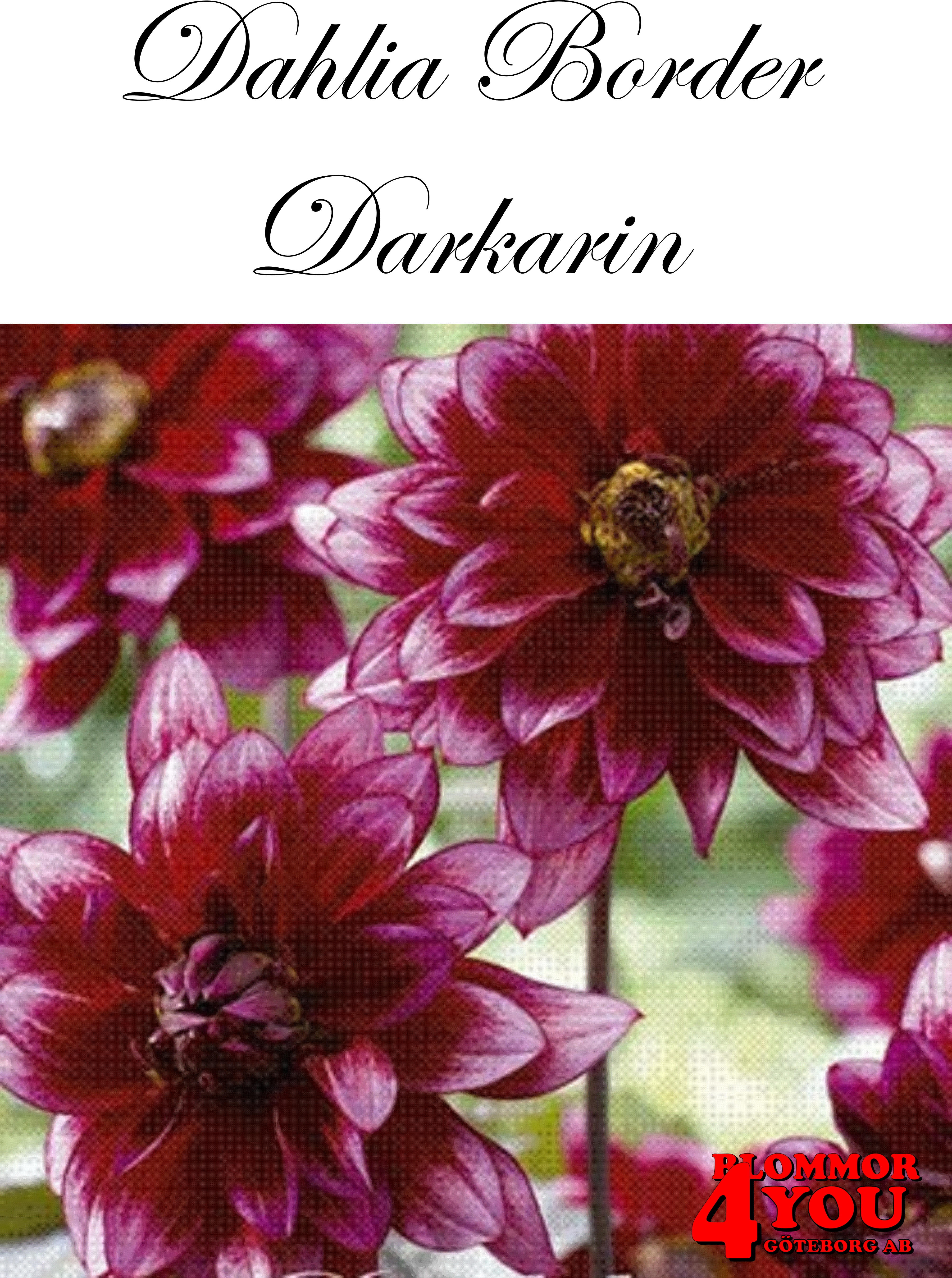 Dahlia Darkarin