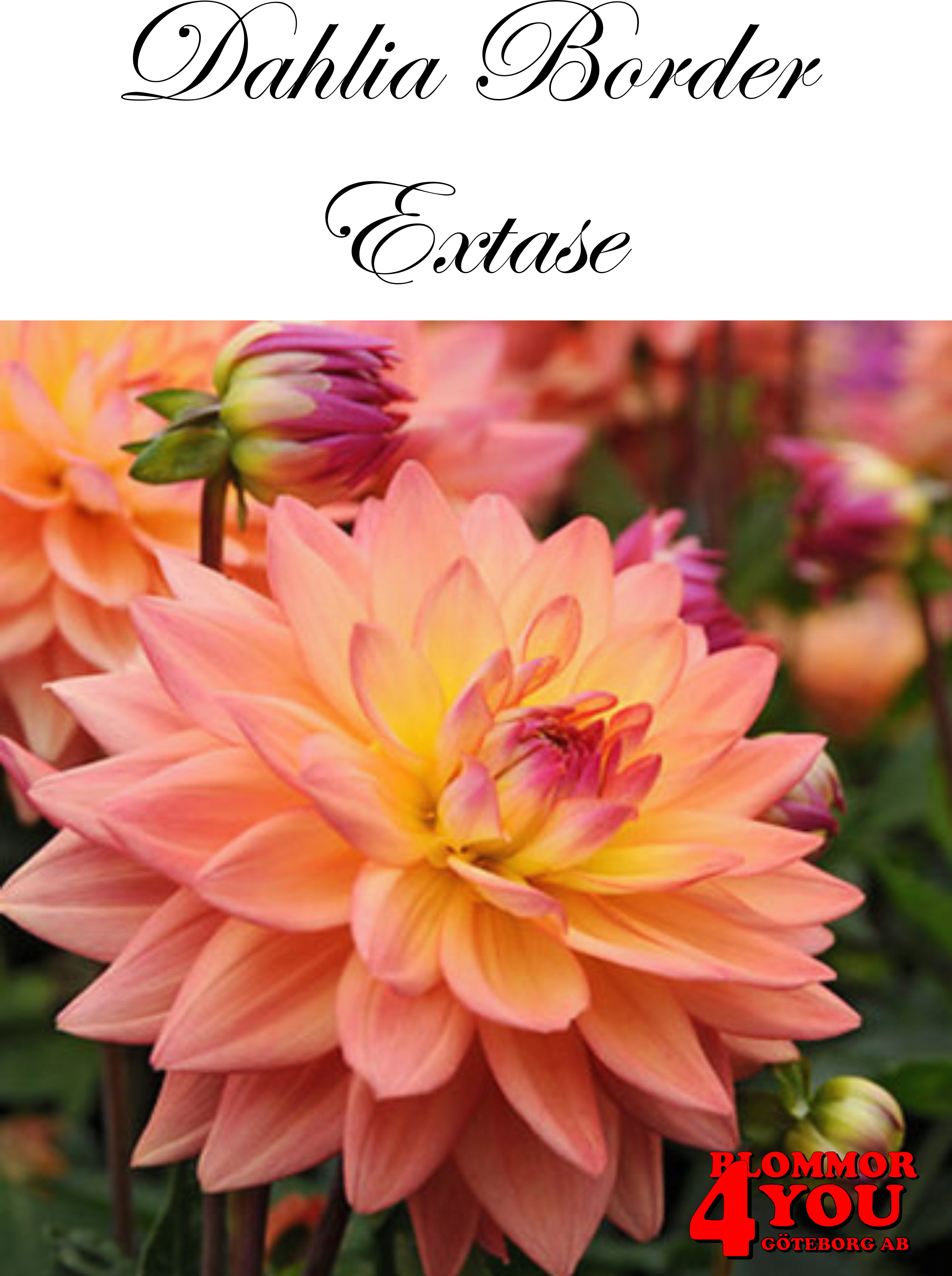 Dahlia Extase