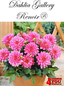 Dahlia Renoir®
