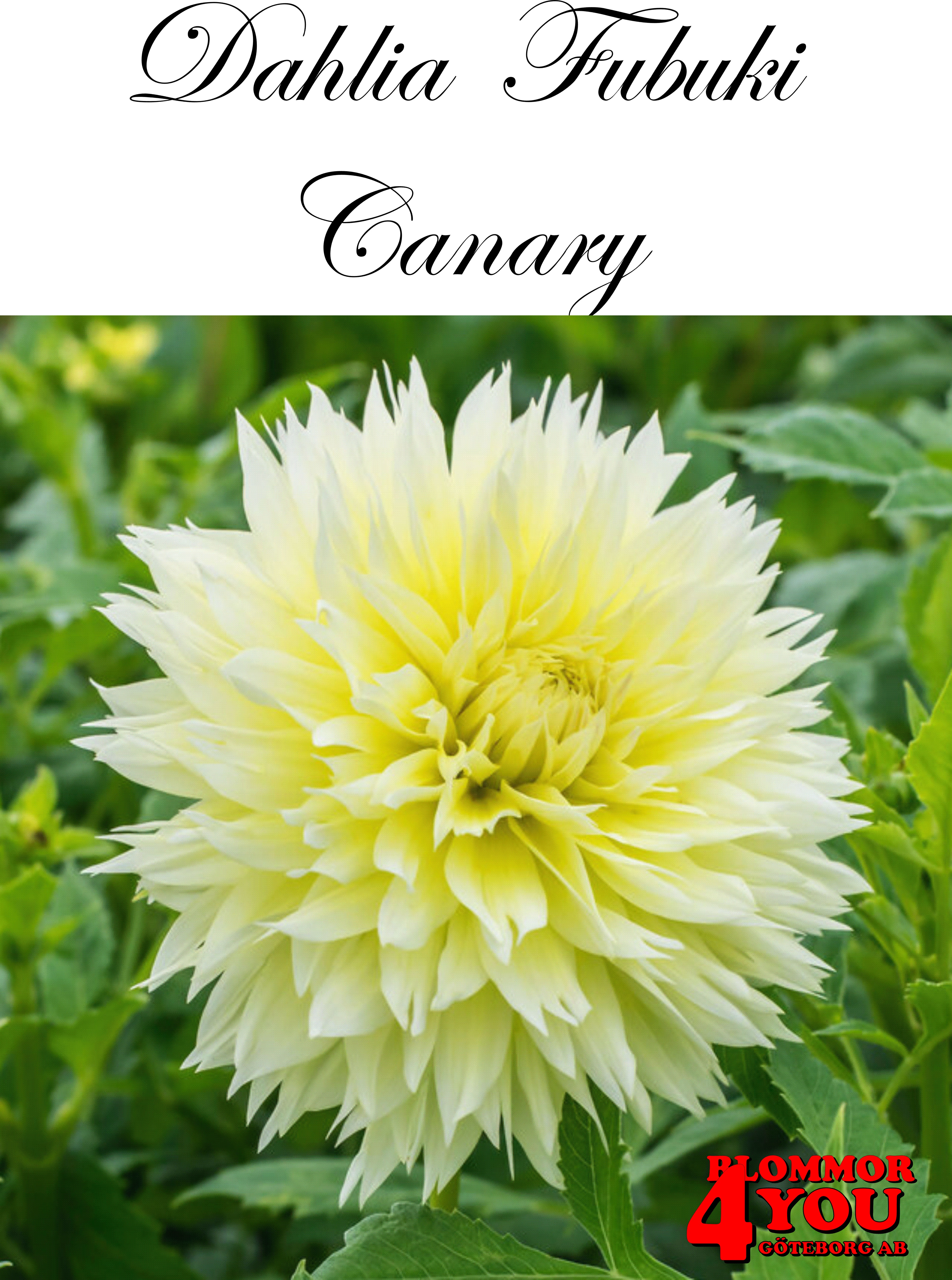 Dahlia  Fubuki  Canary