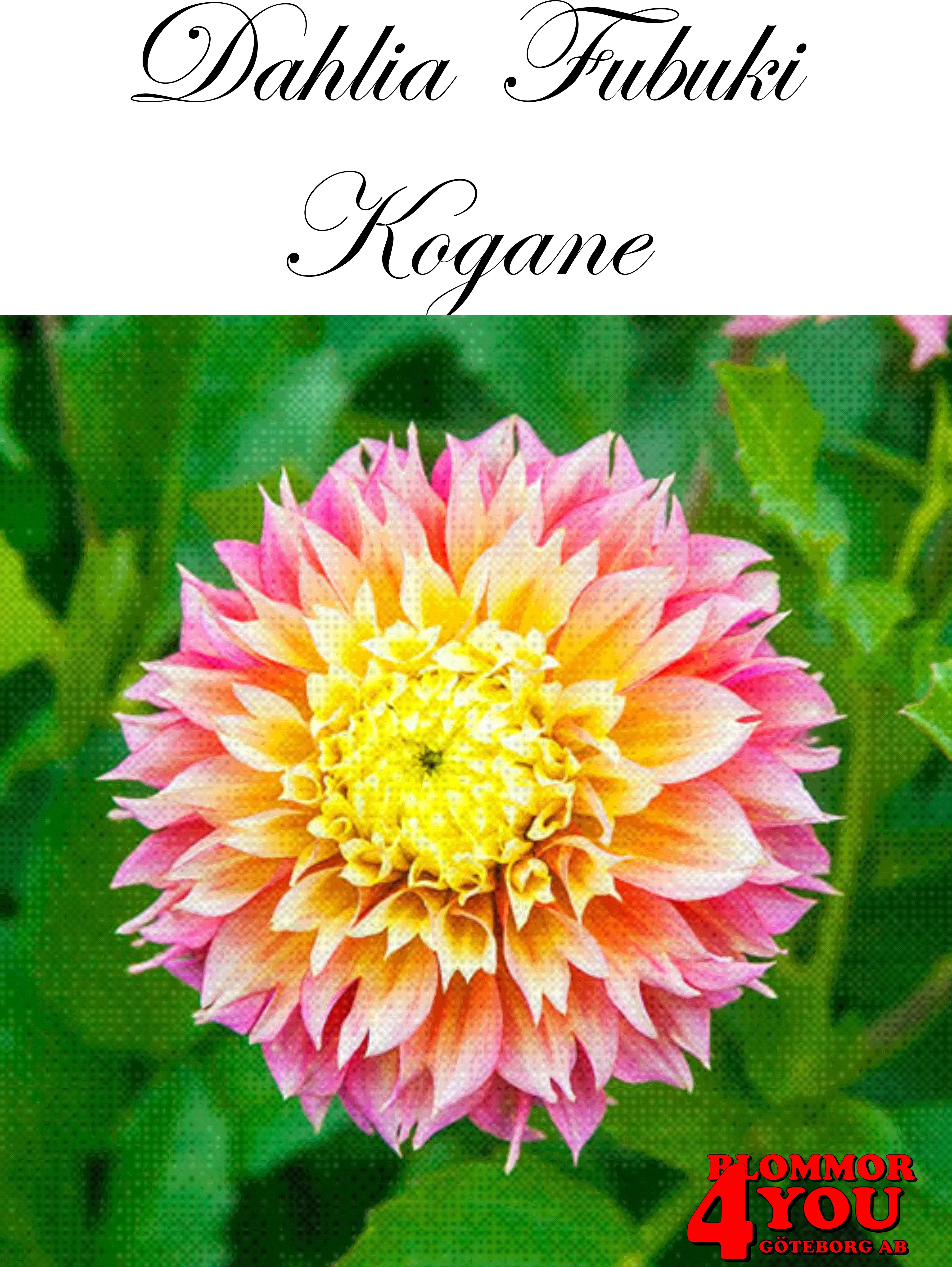 Dahlia  Fubuki   Kogane