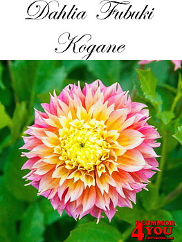 Dahlia  Fubuki   Kogane