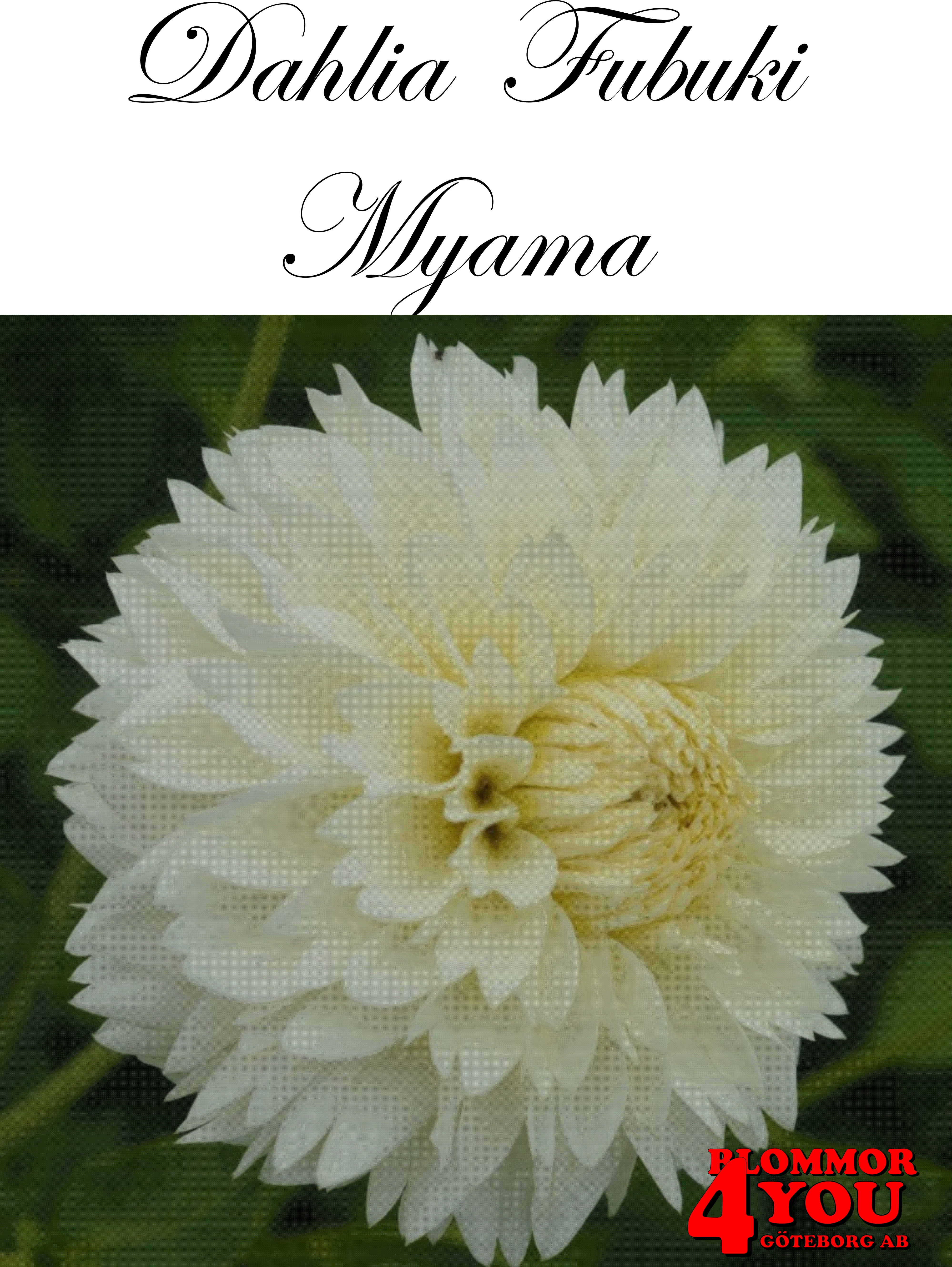 Dahlia  Fubuki   Myama