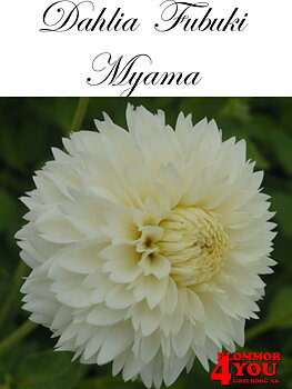 Dahlia  Fubuki   Myama