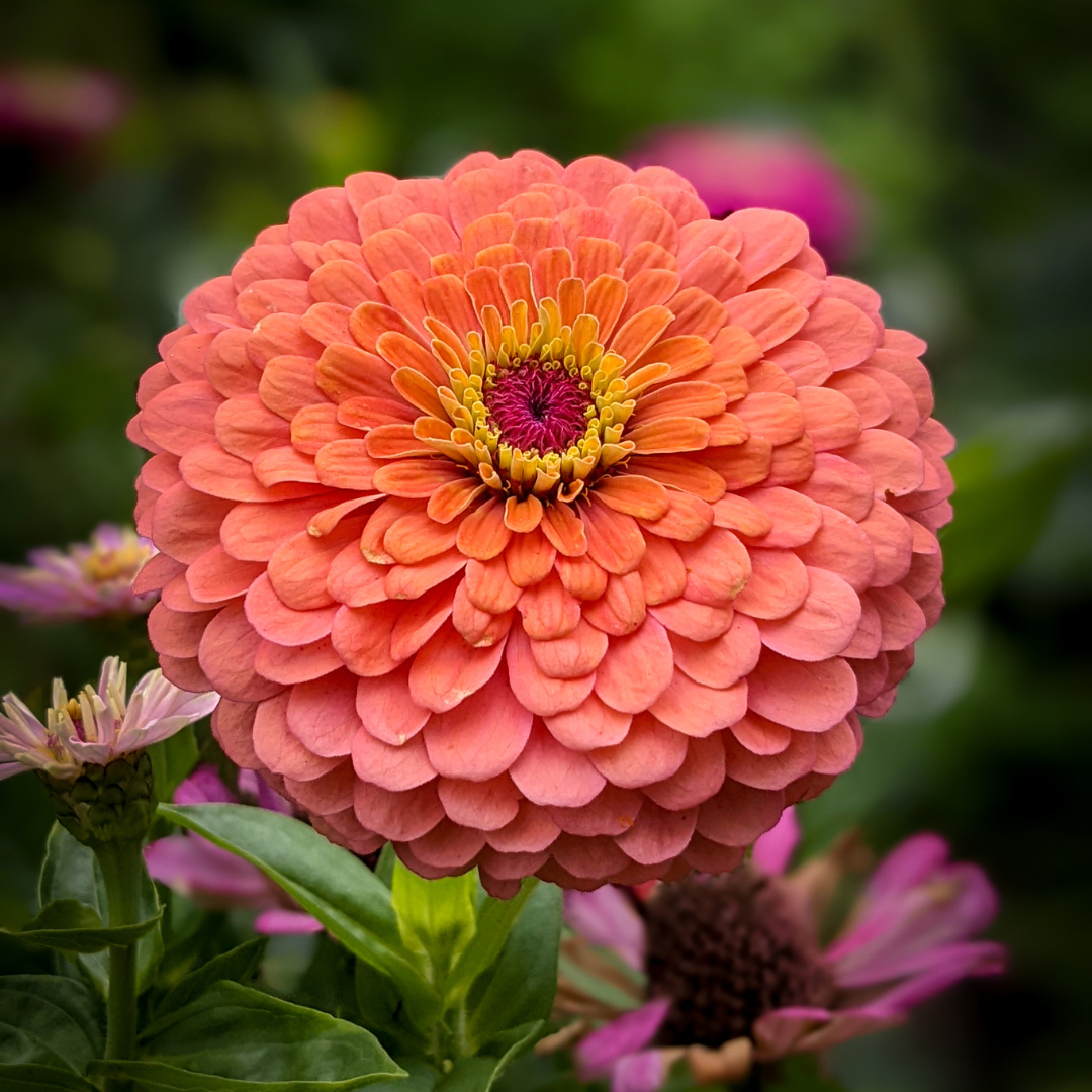 Zinnia - Eldorado - Kultursort