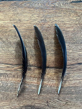 Svarta vingpennor/stjärtfjädrar 15-20cm, (säljs styckvis)