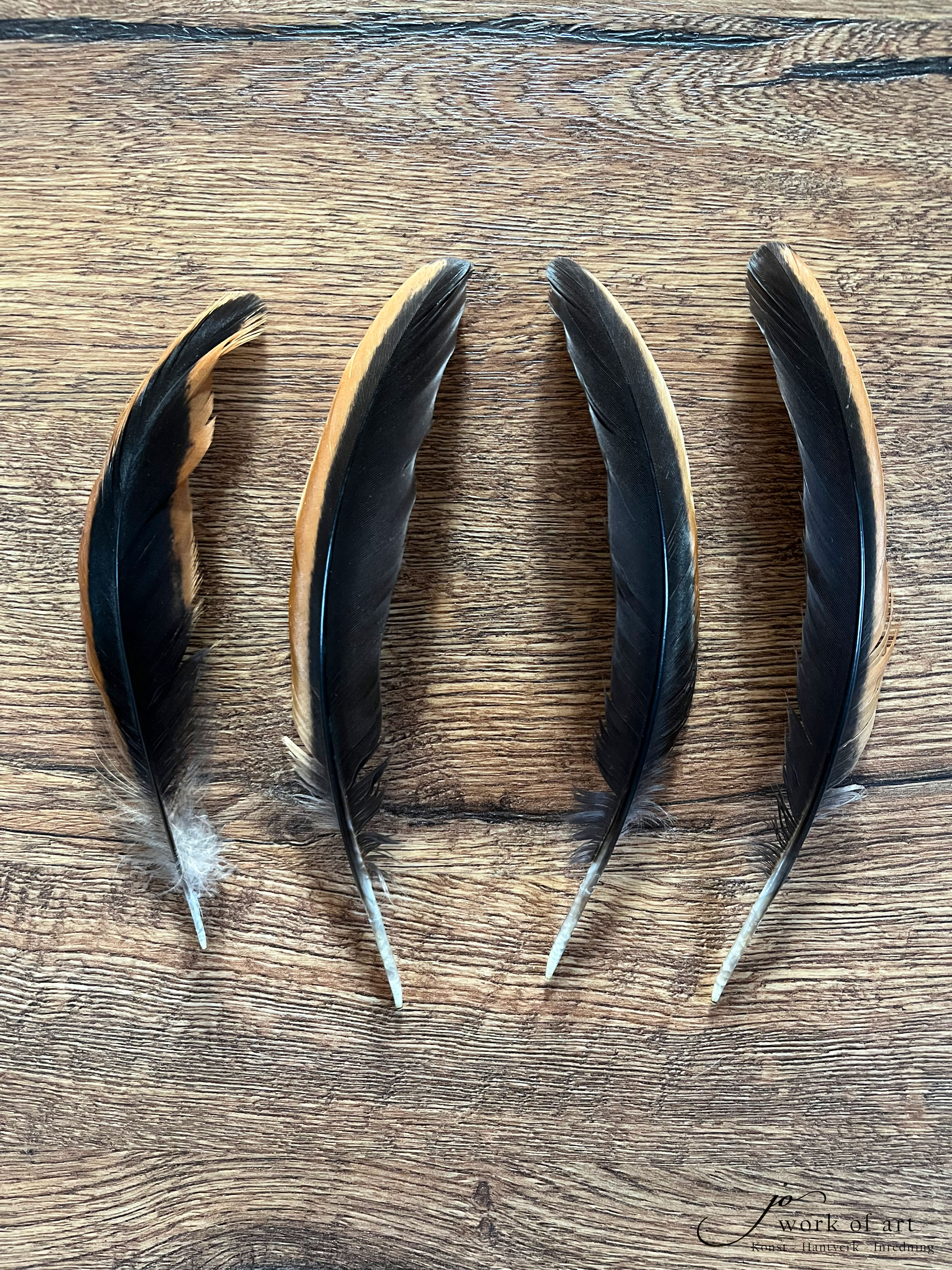 Tvåfärgade guldbrun / svarta vingpennor/stjärtfjädrar 15-20cm, (säljs styckvis)