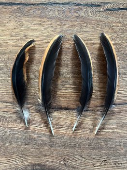 Tvåfärgade guldbrun / svarta vingpennor/stjärtfjädrar 15-20cm, (säljs styckvis)