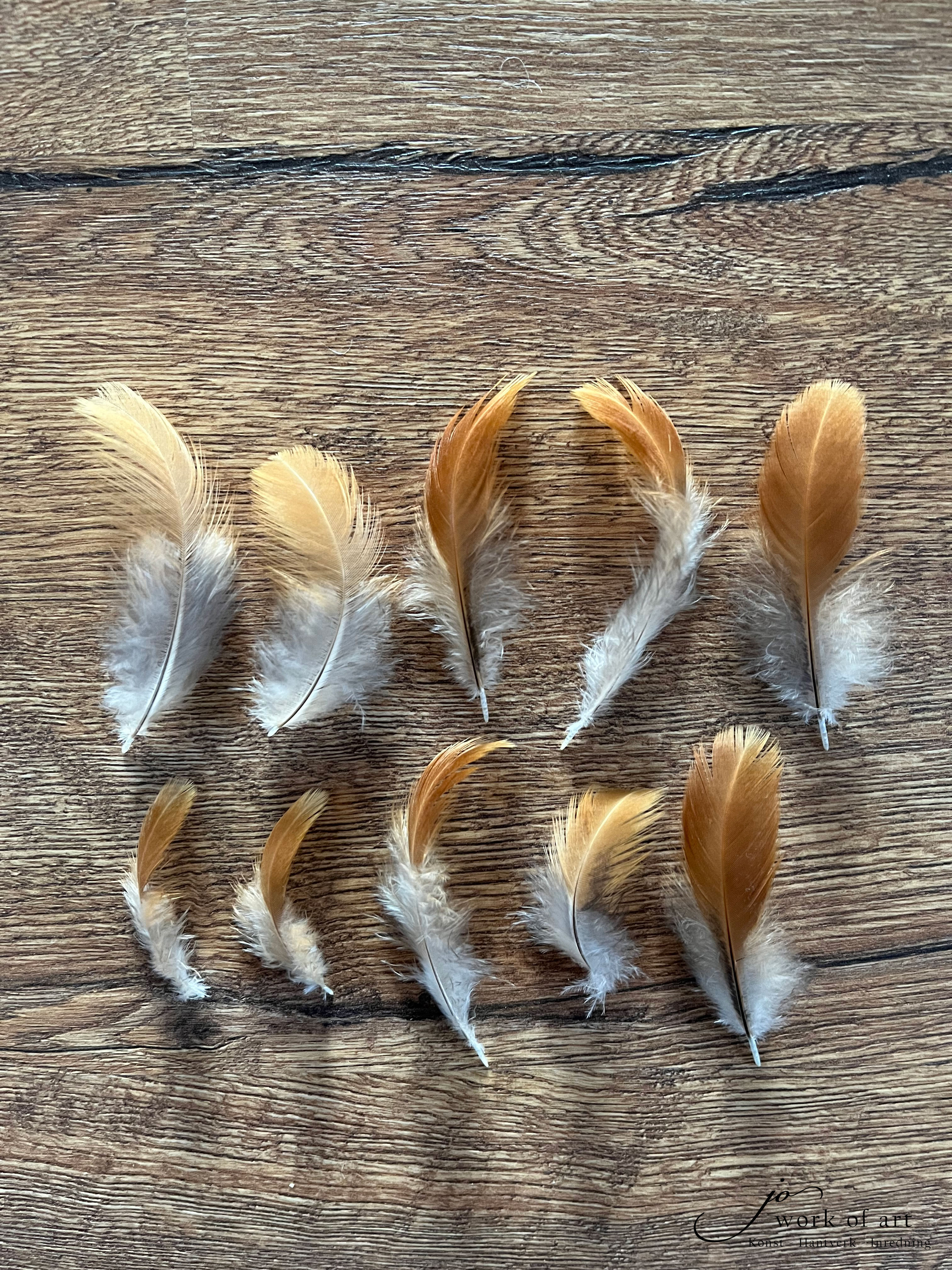 Guldbruna små fjädrar med grå/vitt dun, 4-9cm, 10-pack - 2