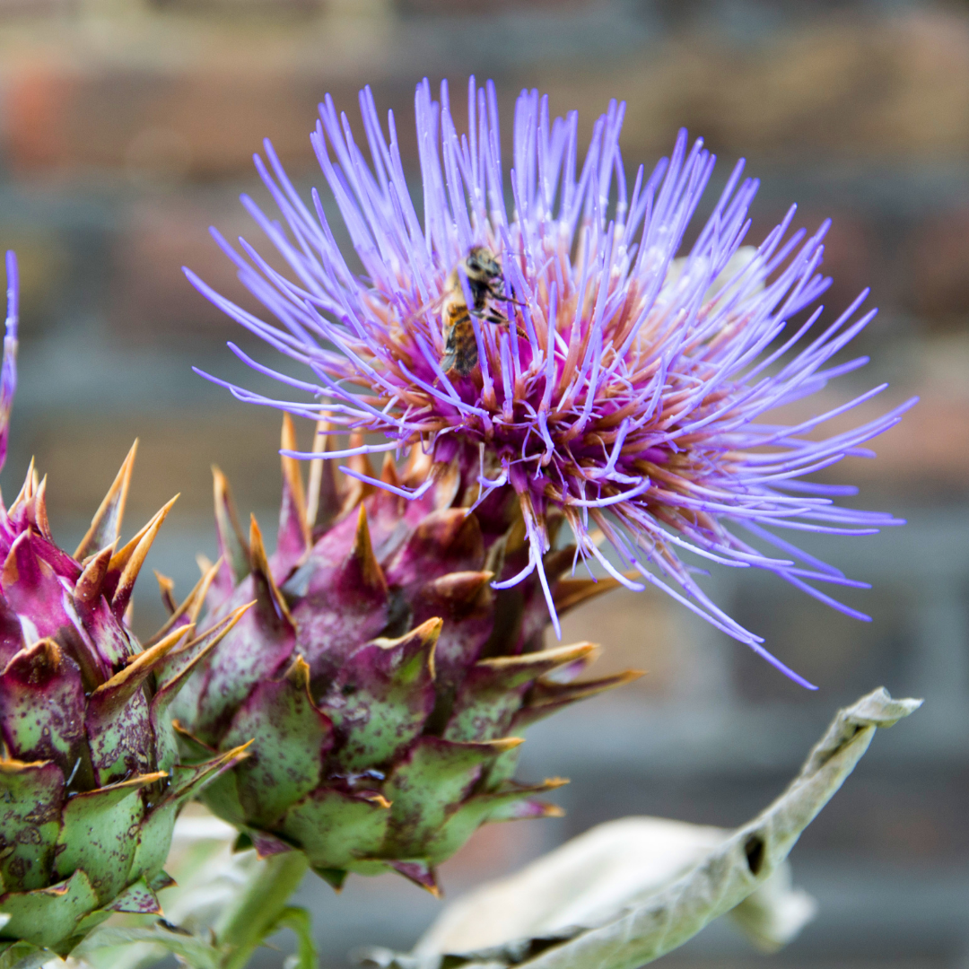 Kardon - White Giant