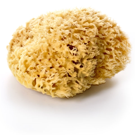Wool sponge - 11 cm