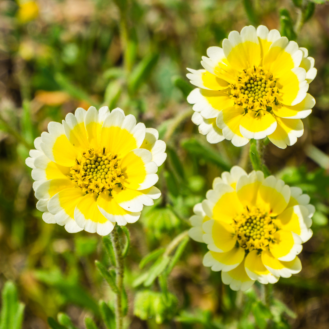 Guldgrävarblomma - Tidy Tips