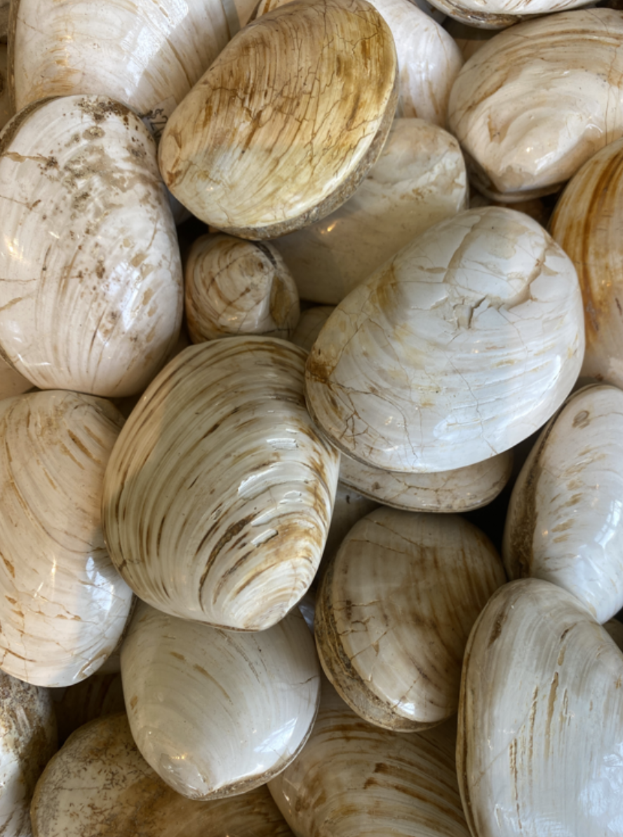 Förstenat mussla - 2