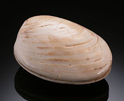 Förstenat mussla