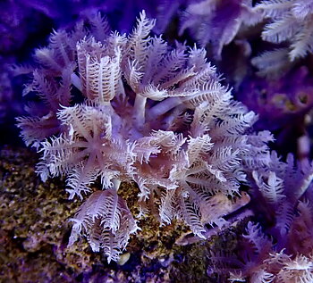 Xenia spp. pulsating