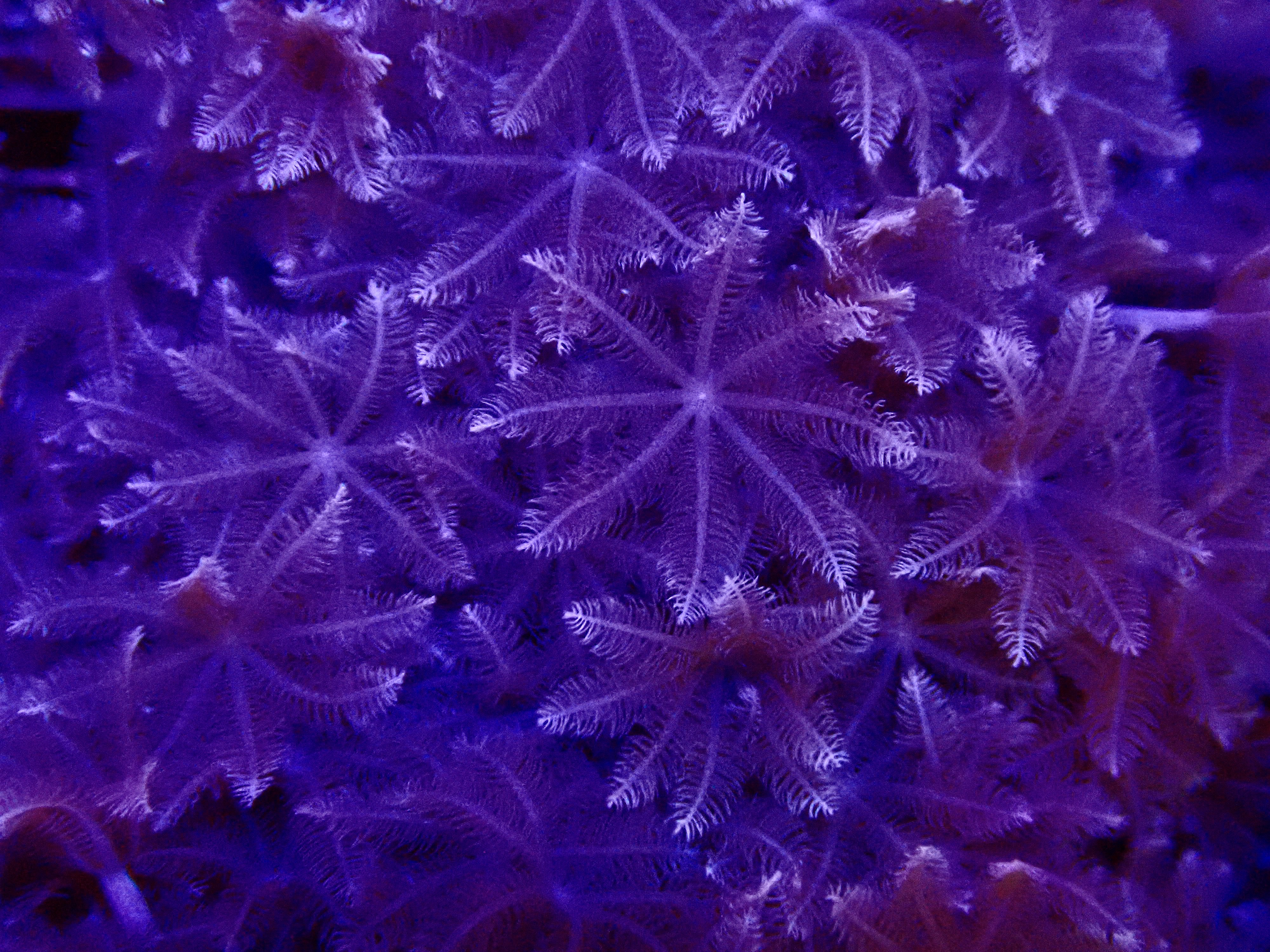 Xenia spp. pulsating - 2