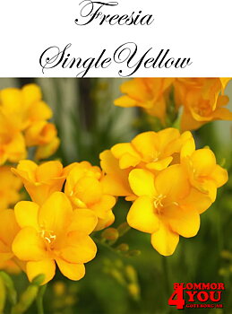 FreesiaSingleYellow