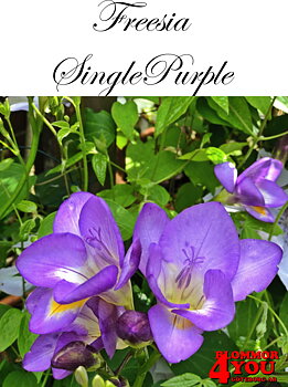 FreesiaSinglePurple